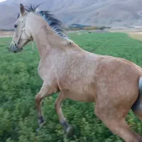 کره مادیان عرب