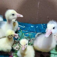 جوجه غاز دورگ وقو