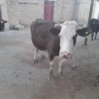 فروش هشت عدد ماده گاو درجه یک|حیوانات مزرعه|حسین آباد, |دیوار