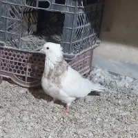 حراج انواع کفترطوقی|پرنده|هرسین, |دیوار