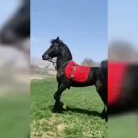 اسب اصیل کرد