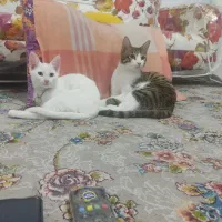 ۲ عددگربه ناز