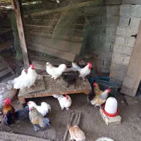 بوقلمون و مرغ و خروس تزیینی|پرنده|هچیرود, |دیوار