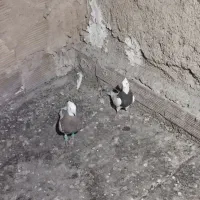کبوتر رنگی طوقی