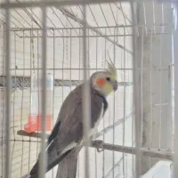 سلام هردوتا نر سلامت کامل