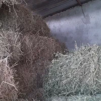 پرس یونجه خشک انباری پر برگ وباش