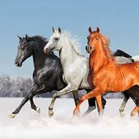 خرید و فروش اسب