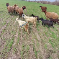 بز غالع سالم سرحال