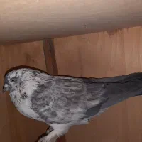 کبوتر قاره نر و ماده گرگی|پرنده|رودهن, |دیوار