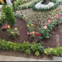 خدمات باغبانی گل کاری هرسکاری وتعویض خاک گلدون|خدمات باغبانی و درختکاری|تهران, قیطریه|دیوار