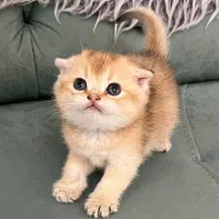 گربه گلد ان وای ۱۱