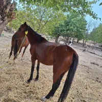 اسب ماده|حیوانات مزرعه|مشگین شهر, |دیوار