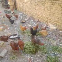 تعدادی خروس به فروش میرسد خروسها 8ماهه هستند|حیوانات مزرعه|بومهن, |دیوار