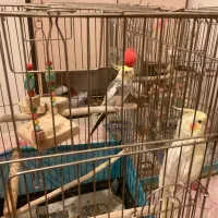 عروس هلندی|پرنده|گرمدره, |دیوار