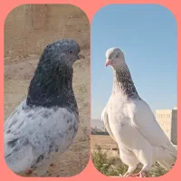 یک جفت کبوتر کله سبزو الماسی و ساده مگسی ماده|پرنده|مشهد, شهرک رازی (شهرک غرب)|دیوار
