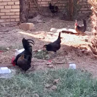 مرغ باتخفیف حمیدیه