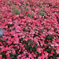 ریشه کنده رز هلندی و ساناز|گل و گیاه طبیعی|محلات, |دیوار