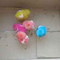 جوجه رنگی