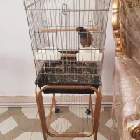 مرغ مینا سخنگو شیش ماهه