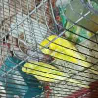 مرغ عشق مولد با سه عدد جوجه|پرنده|خرم‌آباد, |دیوار