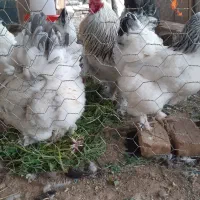 تخم مرغ برهماومرغ مصری یاشاخدار