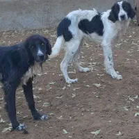 واگذاری سگ قدرجونی