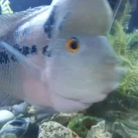 ماهی فلاور نر