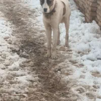 سگی|سگ|زاوه, |دیوار