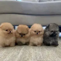 پامرانین پرتقالی ۶۷روزه