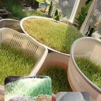 سمنو|خوردنی و آشامیدنی|تالش, هشتپر|دیوار