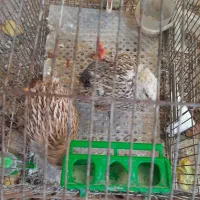 فروش بلدرچین|پرنده|شاهین دژ, |دیوار