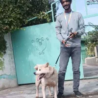 اکیتا ژاپنی نر و ماده اماده|سگ|تهران, ایوانک|دیوار