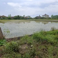 فروش زمین کشاورزی (شالیزار) ۲۵۴۳ مترمربع|فروش دفتر صنعتی، کشاورزی، تجاری|رودسر, |دیوار