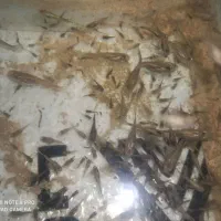 تعداد. 800عدد ماهی گوپی