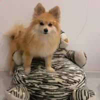 فقط مناطق ۱تا۵ تهران واگذارمیشه