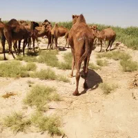 شتر چاق و بچه شتر درهمه وزن|حیوانات مزرعه|قم, نوقطار|دیوار