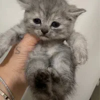 بچه گربه بریتیش