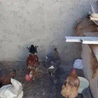 خروس ومرغ گلین تخم گذار|حیوانات مزرعه|کرج, گلدشت|دیوار