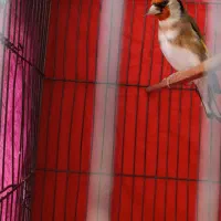 سهره|پرنده|اسلام‌‌آباد غرب, |دیوار