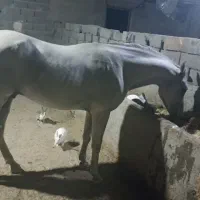 دوسر عرب کورسی