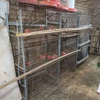 قفس مرغ تخمگذار