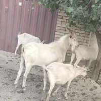 نربزسانن|حیوانات مزرعه|محمدشهر, محمدشهر|دیوار