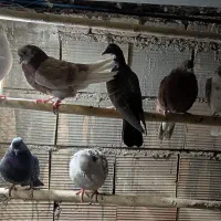 کبوتر گرفتنی عالی|پرنده|شریفآباد, |دیوار