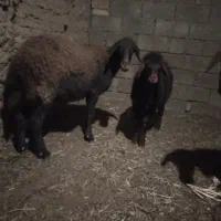 دوراس میش بره درشت گله ای جوان|حیوانات مزرعه|سلیمان, |دیوار