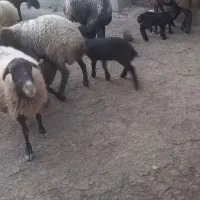 میش و بره .|حیوانات مزرعه|گل تپه, |دیوار