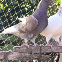 فروش کبوتران فوق پرشی