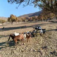 بز و بزغاله دو قلو