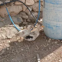 جوجه اردک|حیوانات مزرعه|جره و بالاده, |دیوار