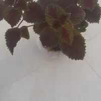 گل حسن یوسف در گراش|گل و گیاه طبیعی|گراش, |دیوار