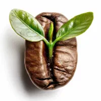 دان قهوه